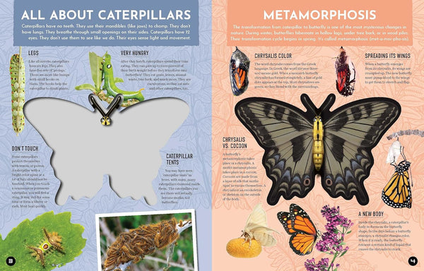 Inside Out Butterfly: Discover Nature's Most Amazing Transformation