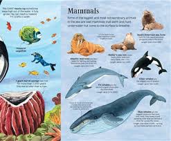 The Usborne Big Book of Sea Creatures: WIth 4 Giant Fold-Outs