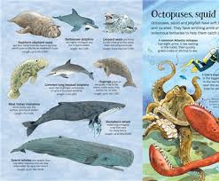 The Usborne Big Book of Sea Creatures: WIth 4 Giant Fold-Outs