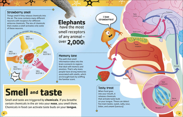 DK The Brain Book: Memory, Matter, and Your Mind